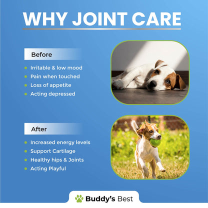 Buddy's Best Dog Joint Aid & Relief Plus | 50ml | Relieves Joint Pain in Dogs | Fast Acting Formula | Natural Ingredients | Made in the UK